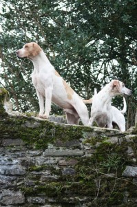 Dogs-on-a-wall2